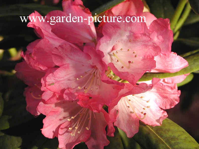 Rhododendron 'Anilin'