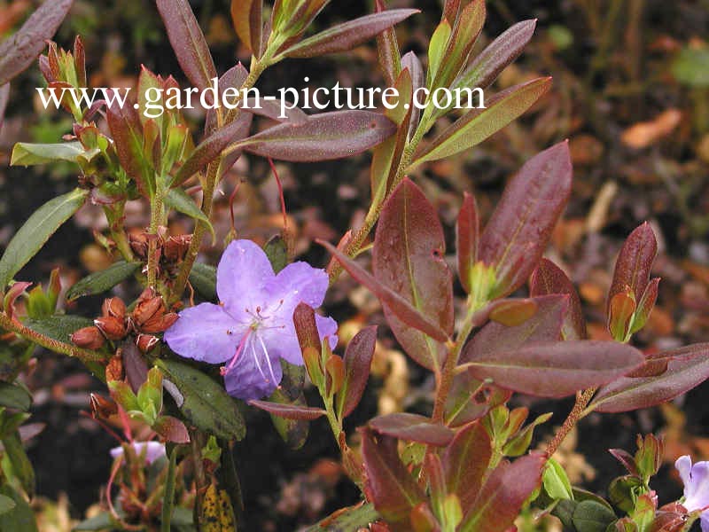 Rhododendron 'Blaney's Blue'