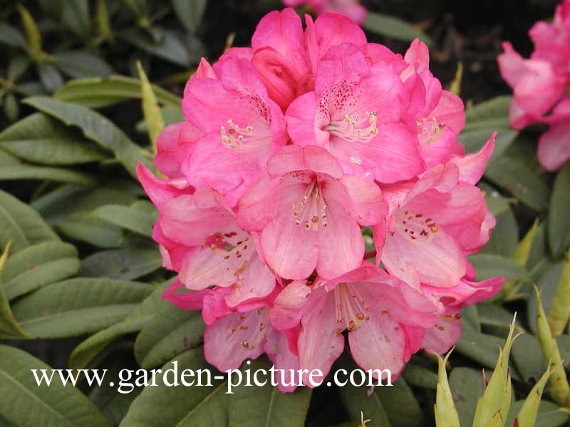 Rhododendron 'Karin Seleger'