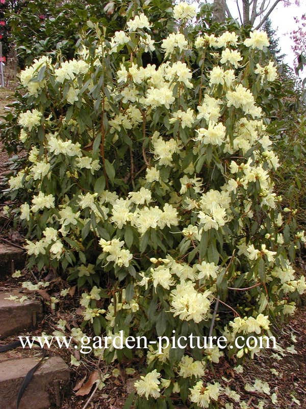 Rhododendron lutescens