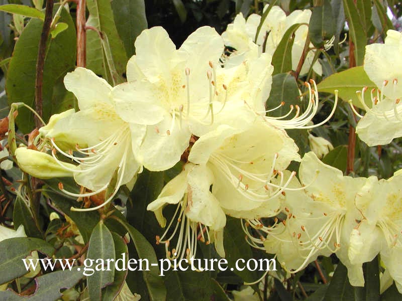 Rhododendron lutescens