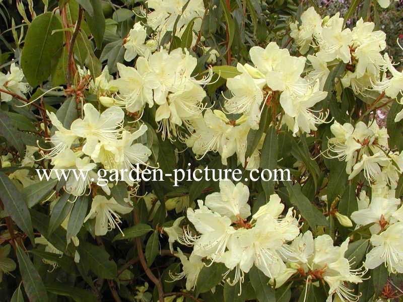 Rhododendron lutescens