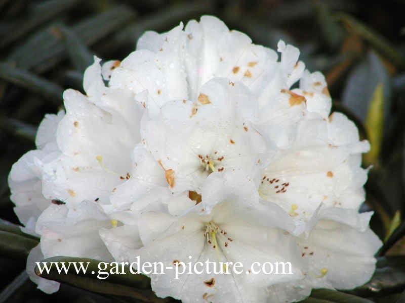 Rhododendron 'Oberschlesien'