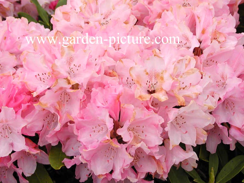 Rhododendron 'Percy Wiseman'