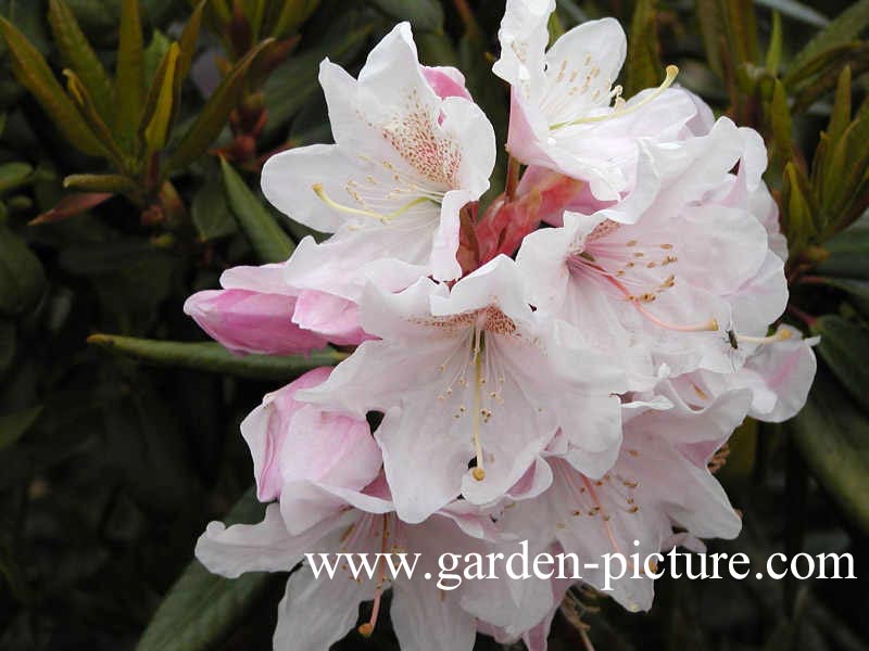 Rhododendron 'Redwood'