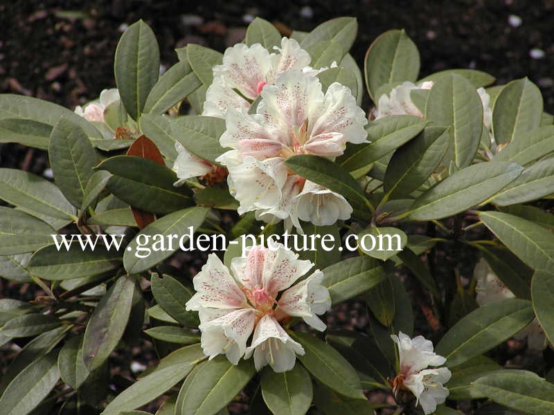 Rhododendron wasonii