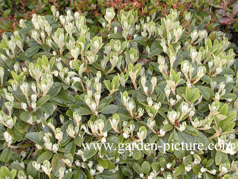 Rhododendron wiltonii