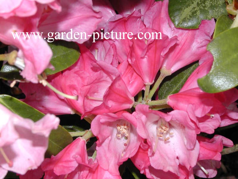 Rhododendron 'Morgenrot'