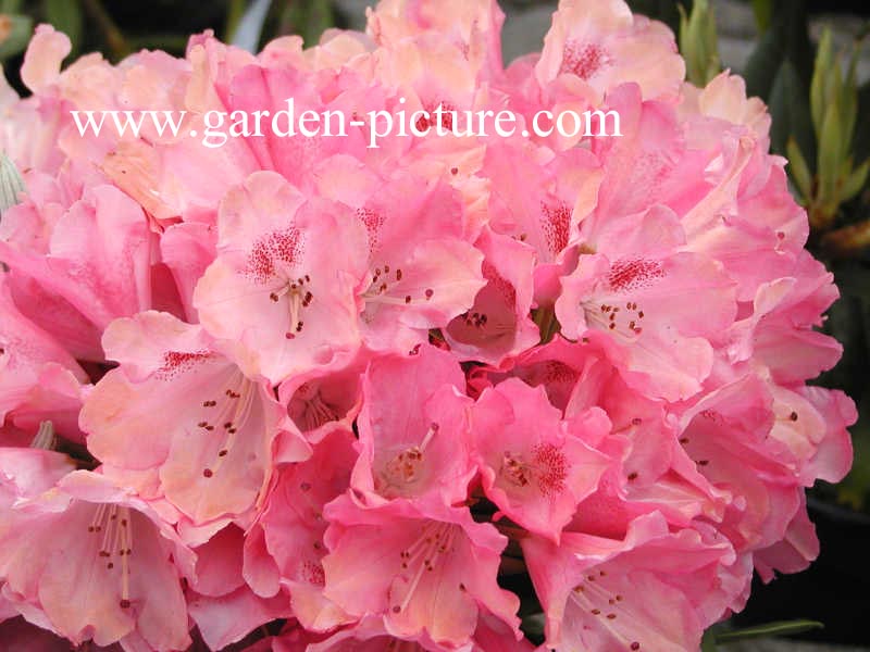 Rhododendron 'Sneezy'