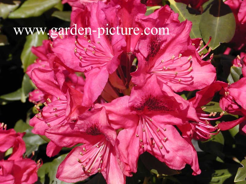 Rhododendron 'Nova Zembla'