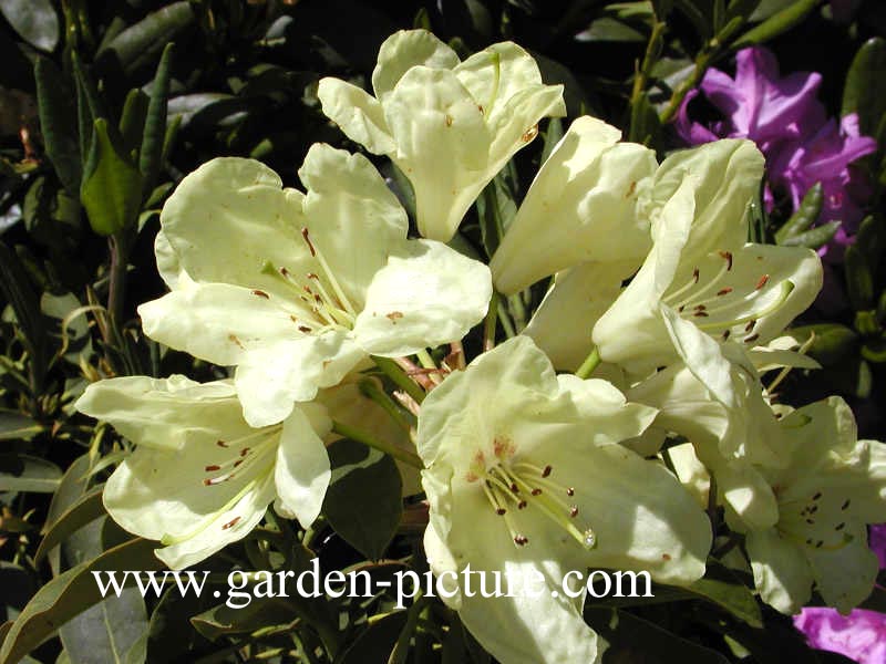 Rhododendron 'Stadt Westerstede'