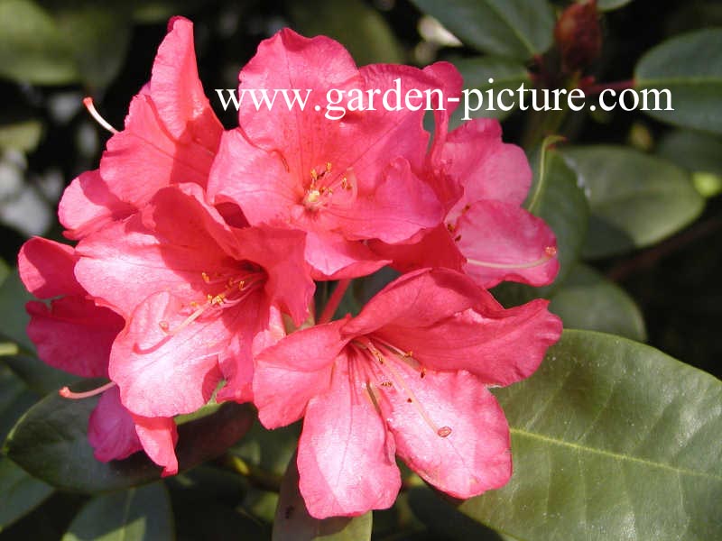 Rhododendron 'Nova Zembla'