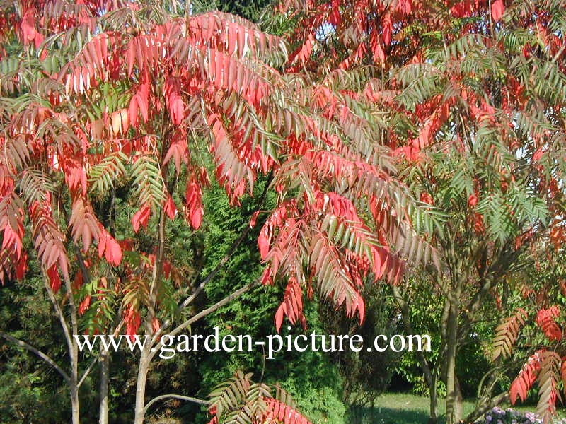 Rhus typhina