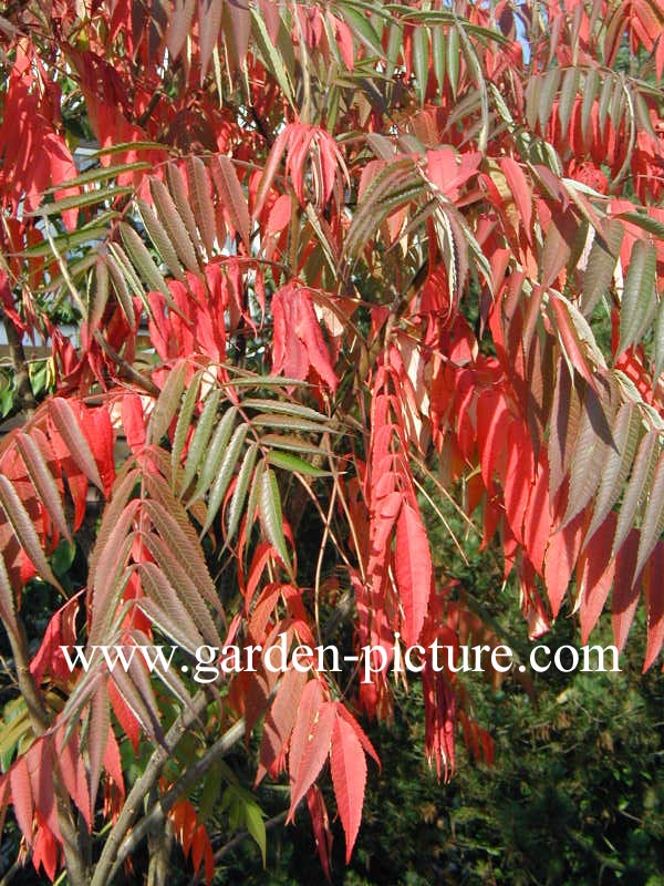 Rhus typhina