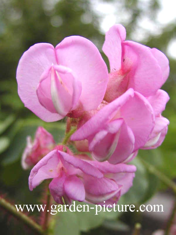 Robinia hispida