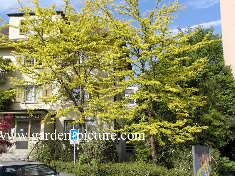 Robinia pseudoacacia 'Frisia'