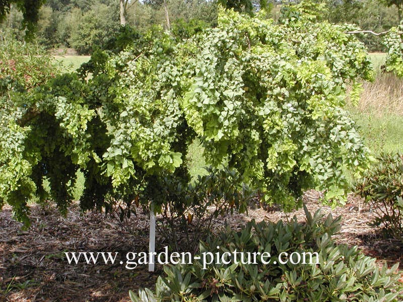 Robinia pseudoacacia 'Lace Lady'