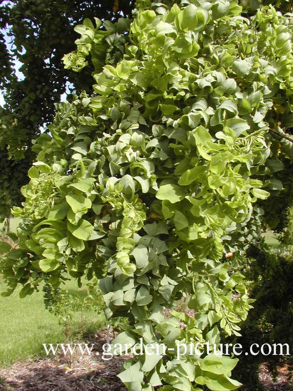 Robinia pseudoacacia 'Lace Lady'