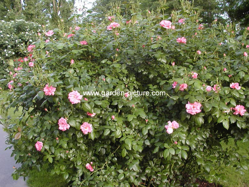 Rosa 'Bantry Bay'