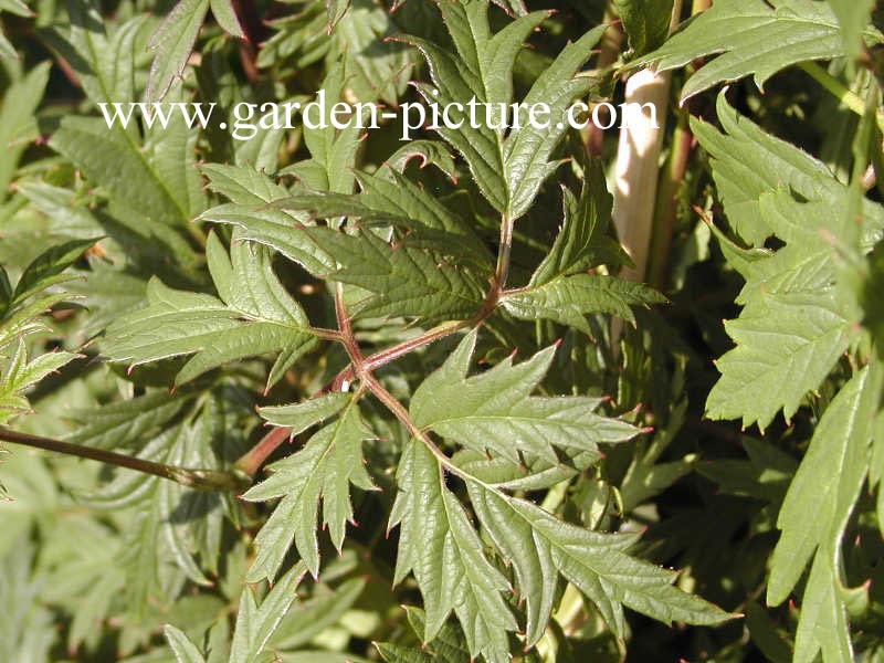 Rubus 'Thornless Evergreen'