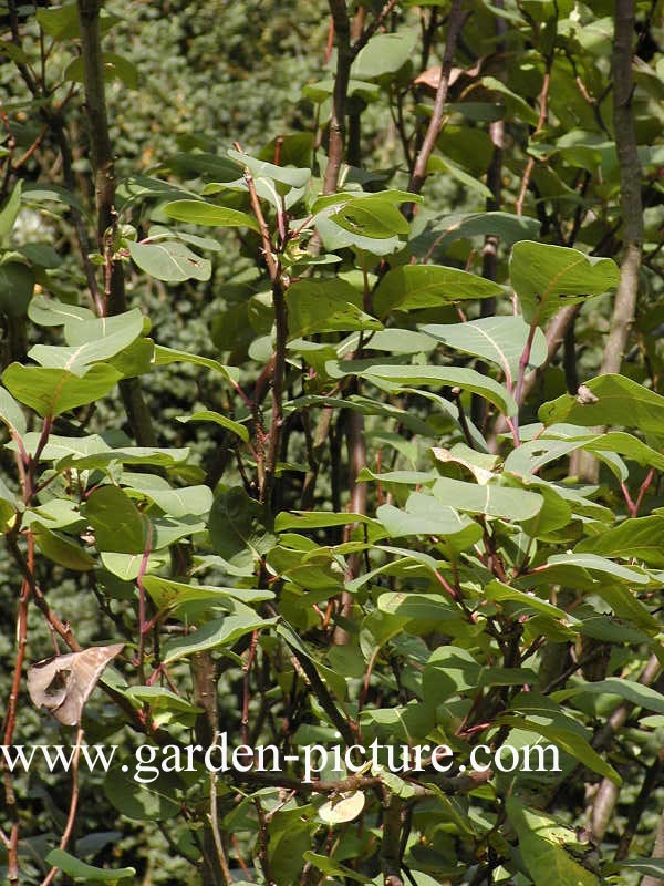 Salix magnifica