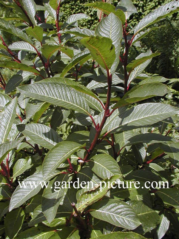 Salix moupinensis