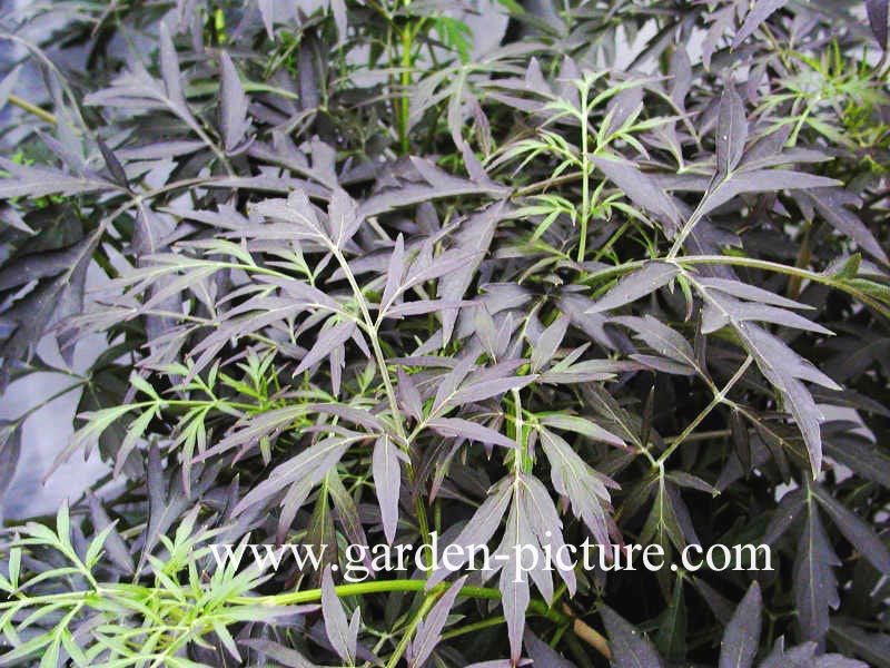 Sambucus nigra 'Eva' (BLACK LACE)