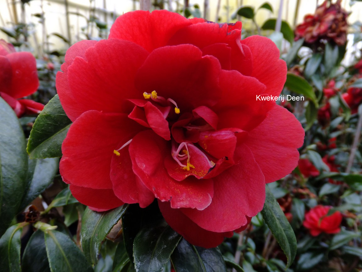 Picture and description of Camellia japonica 'Kuro Delight'