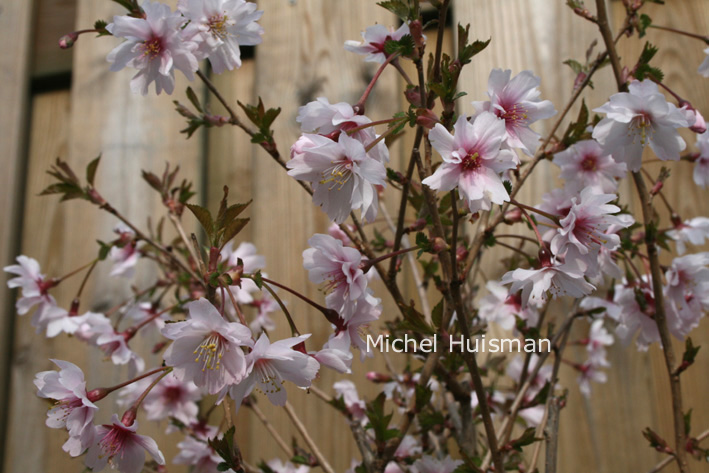 Prunus incisa 'Mikinori'