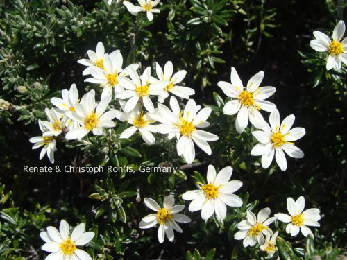 Chiliotrichum diffusum 'Siska'