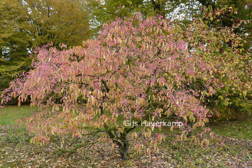 Euonymus phellomanus