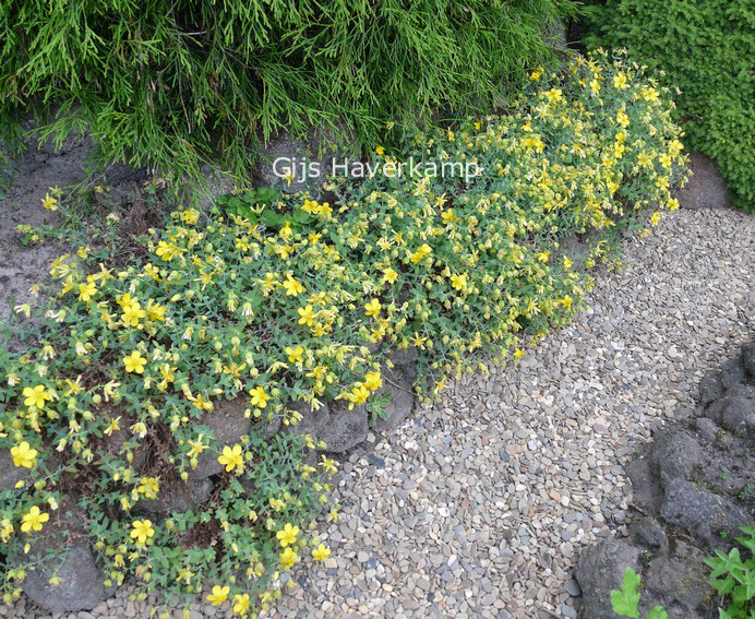 Hypericum cerastoides