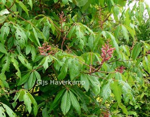 Aesculus mutabilis 'Induta'