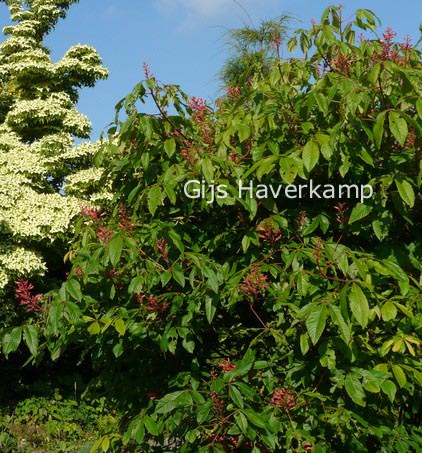 Aesculus mutabilis 'Induta'