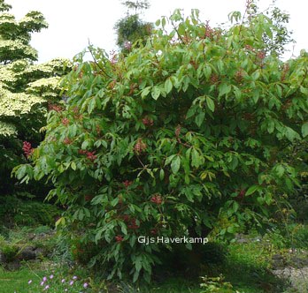 Aesculus mutabilis 'Induta'