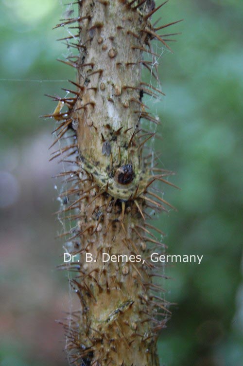 Oplopanax horridus