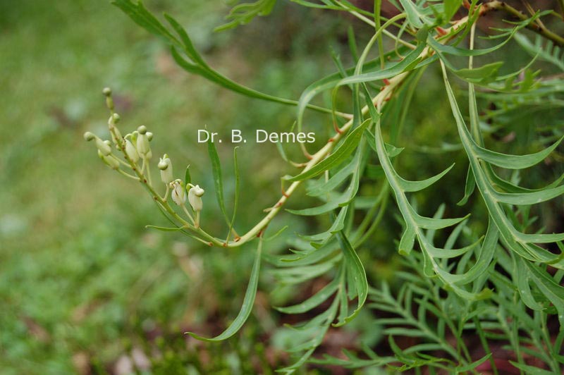 Lomatia tinctoria