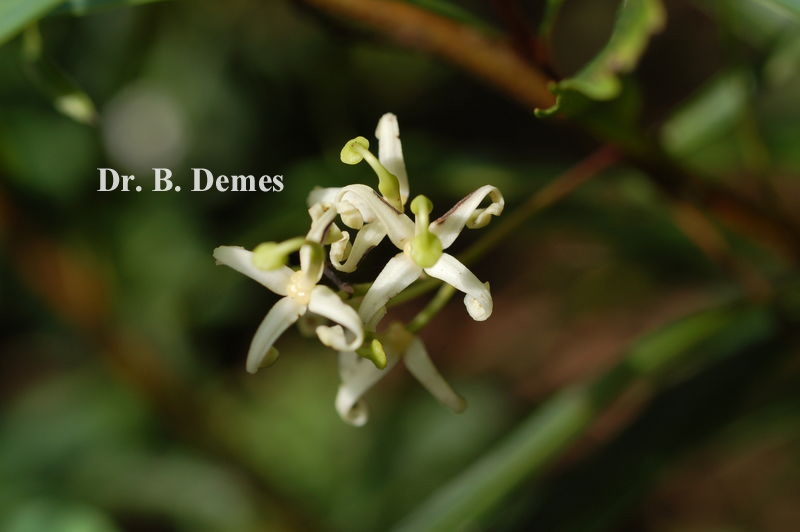 Lomatia myricoides