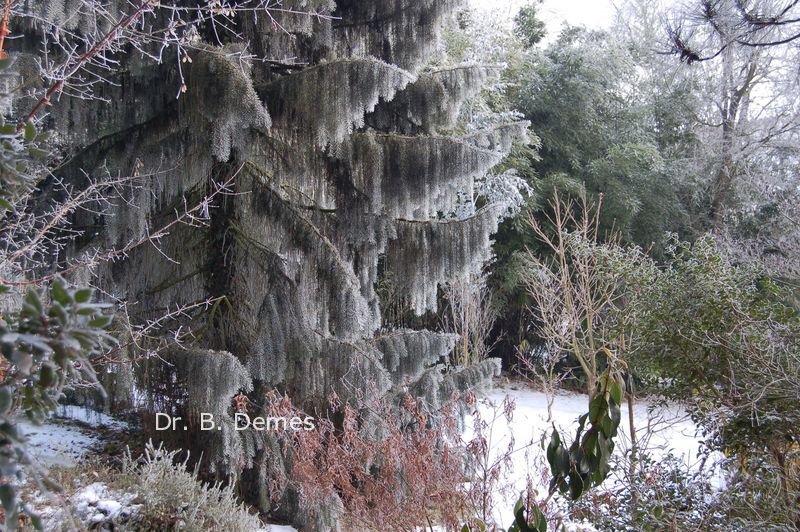 Picea breweriana