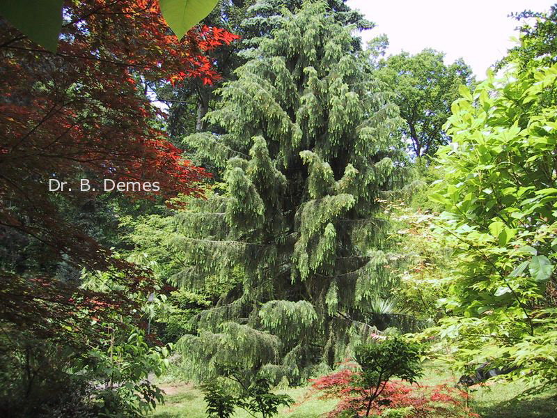 Picea breweriana