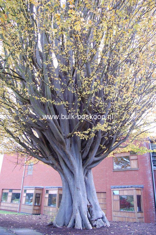 Zelkova carpinifolia