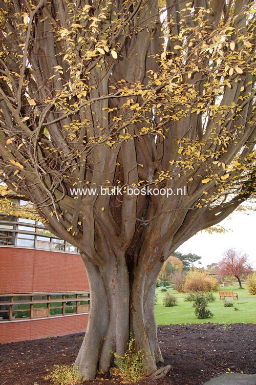 Zelkova carpinifolia