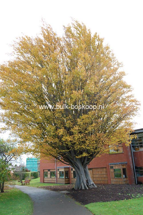 Zelkova carpinifolia