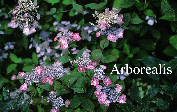 Hydrangea serrata oamacha