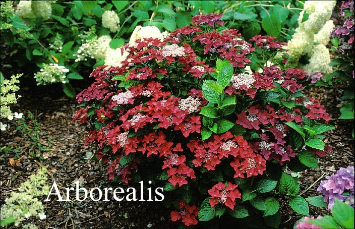 Hydrangea macrophylla 'Rotschwanz'