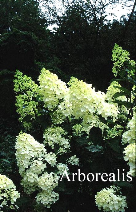 Hydrangea paniculata 'Silver Dollar'