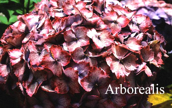 Hydrangea macrophylla 'La France'