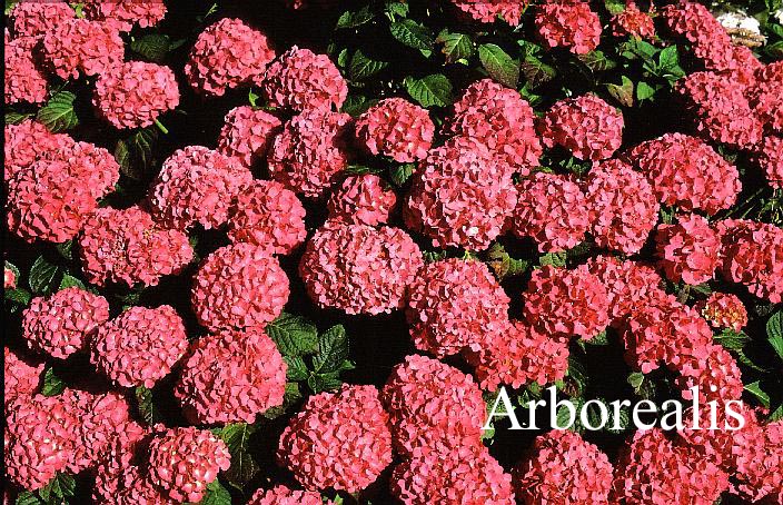 Hydrangea macrophylla 'King George V'