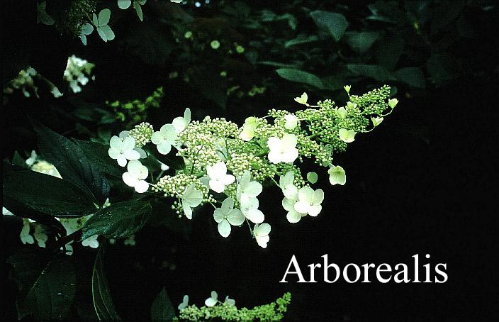 Hydrangea paniculata 'Greenspire'