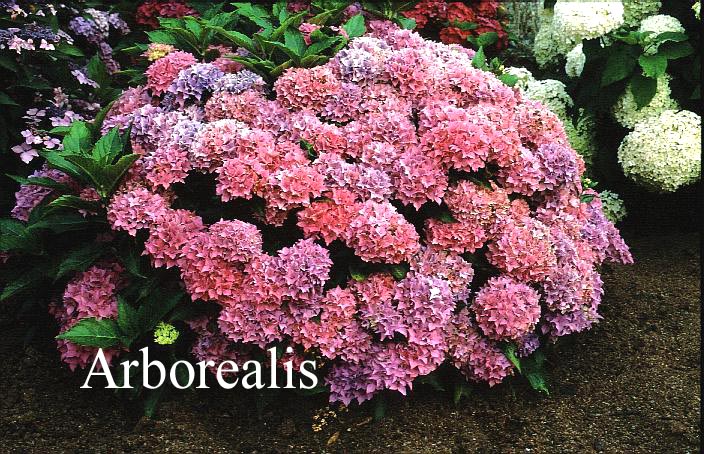 Hydrangea macrophylla 'Tovelit'